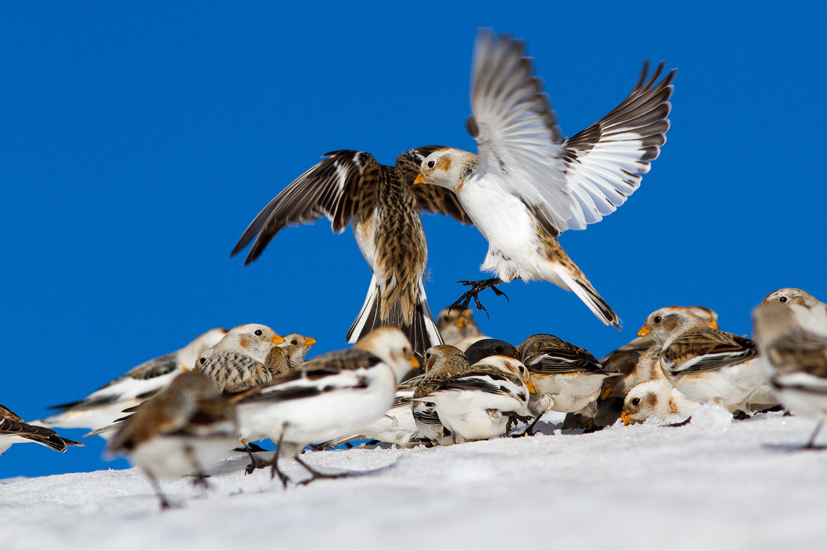 Lite in Assebmlea Condominiale