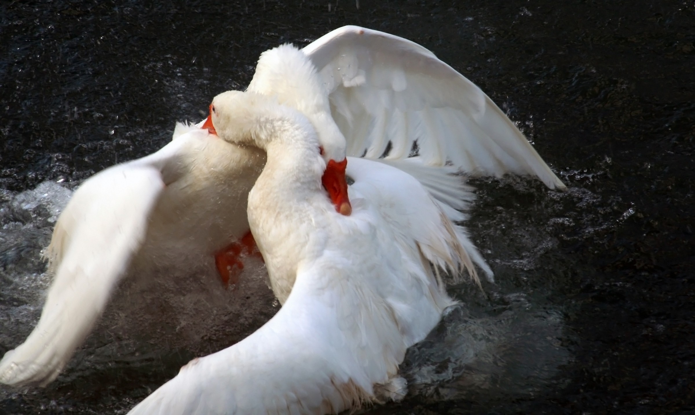 swans in the fight