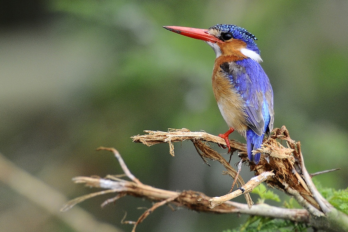 Malachite Kingfisher