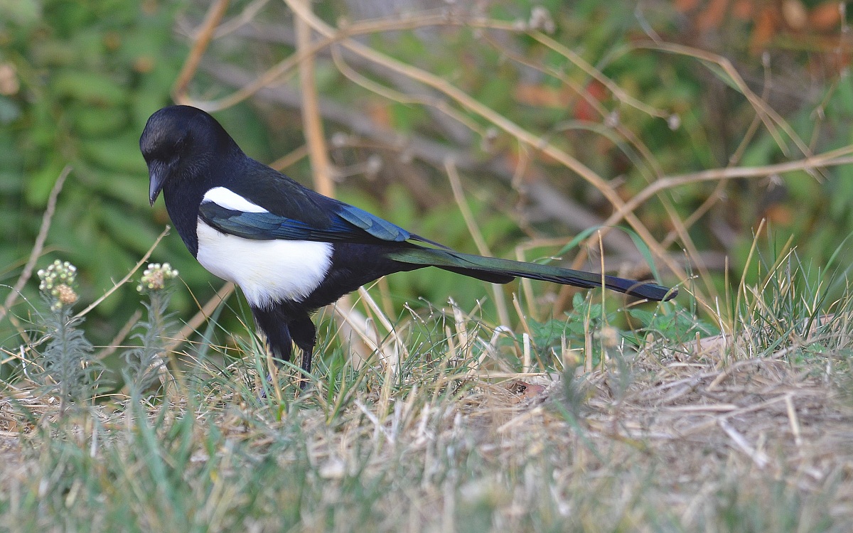 magpie
