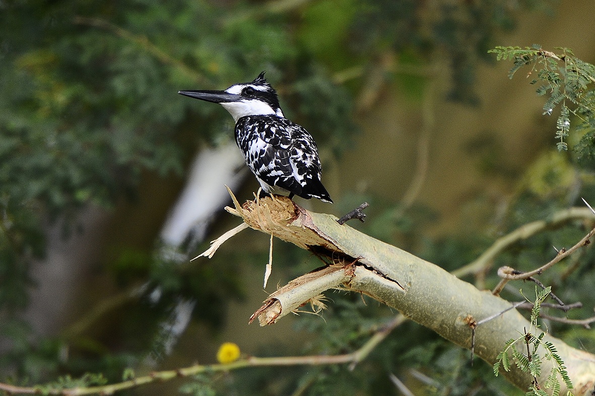 Kingfisher White Bero