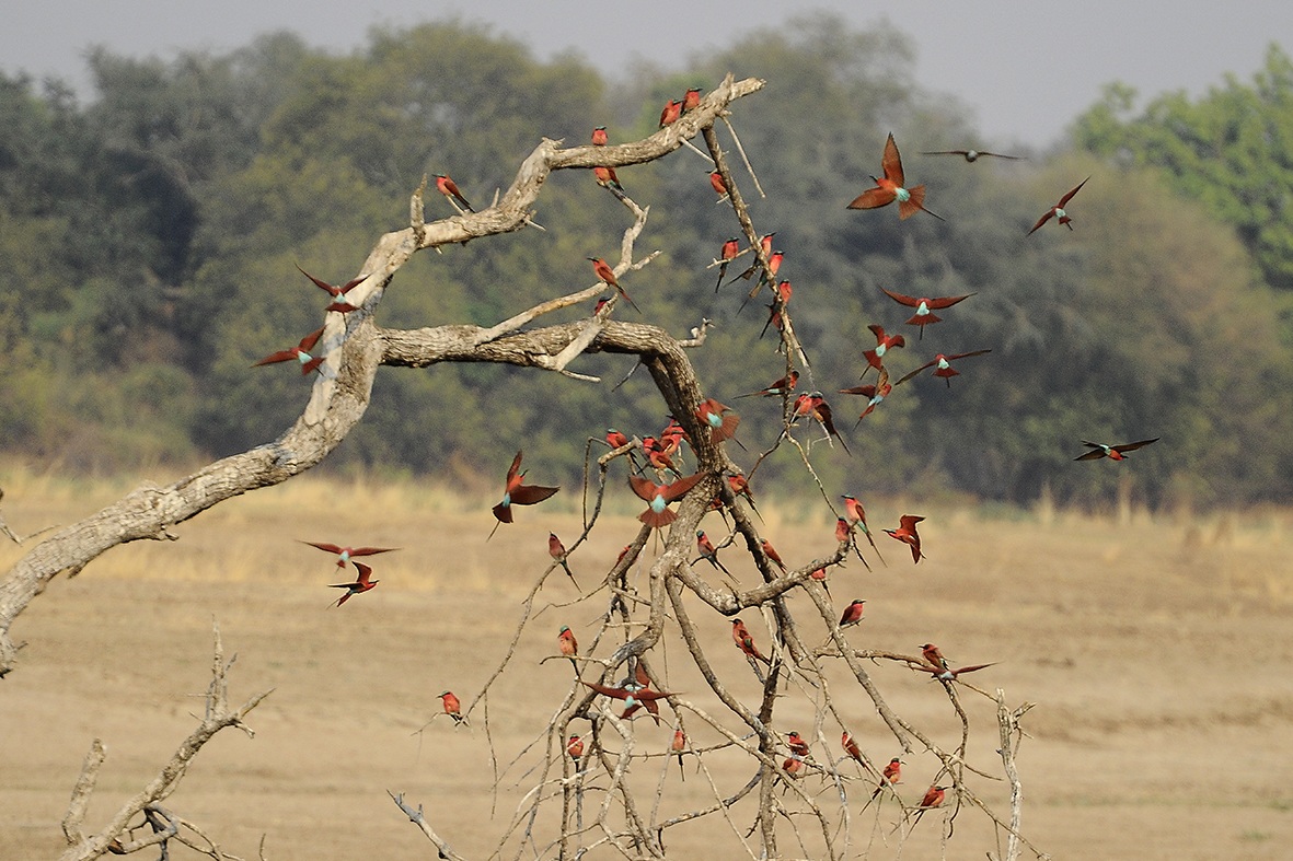 The Southern Carmine Bee-eater