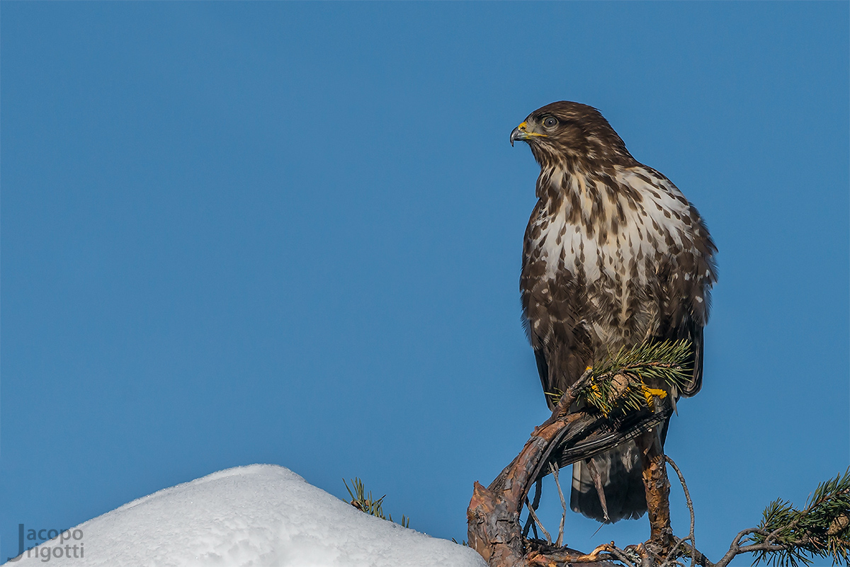 Buzzard