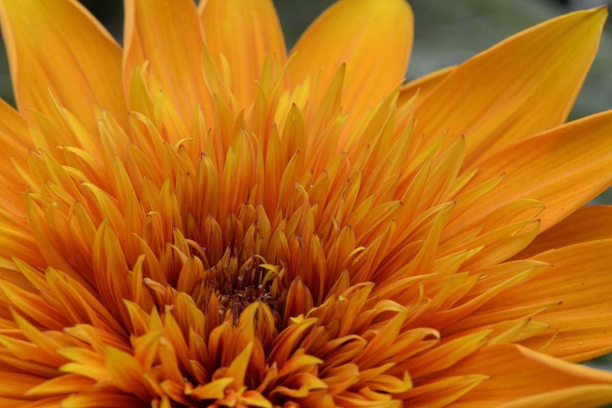 Gazania