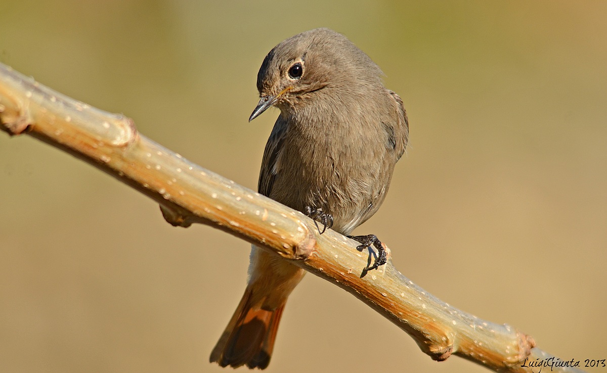 Black Redstart female
