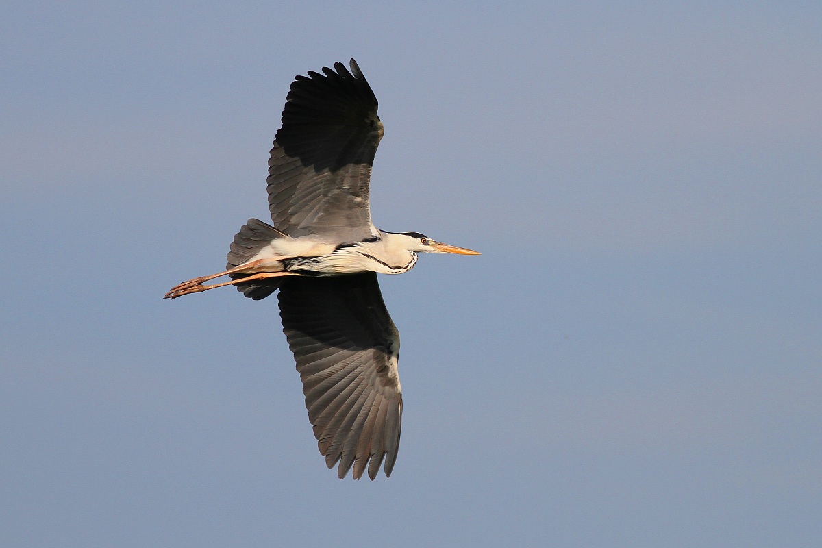 Grey Heron