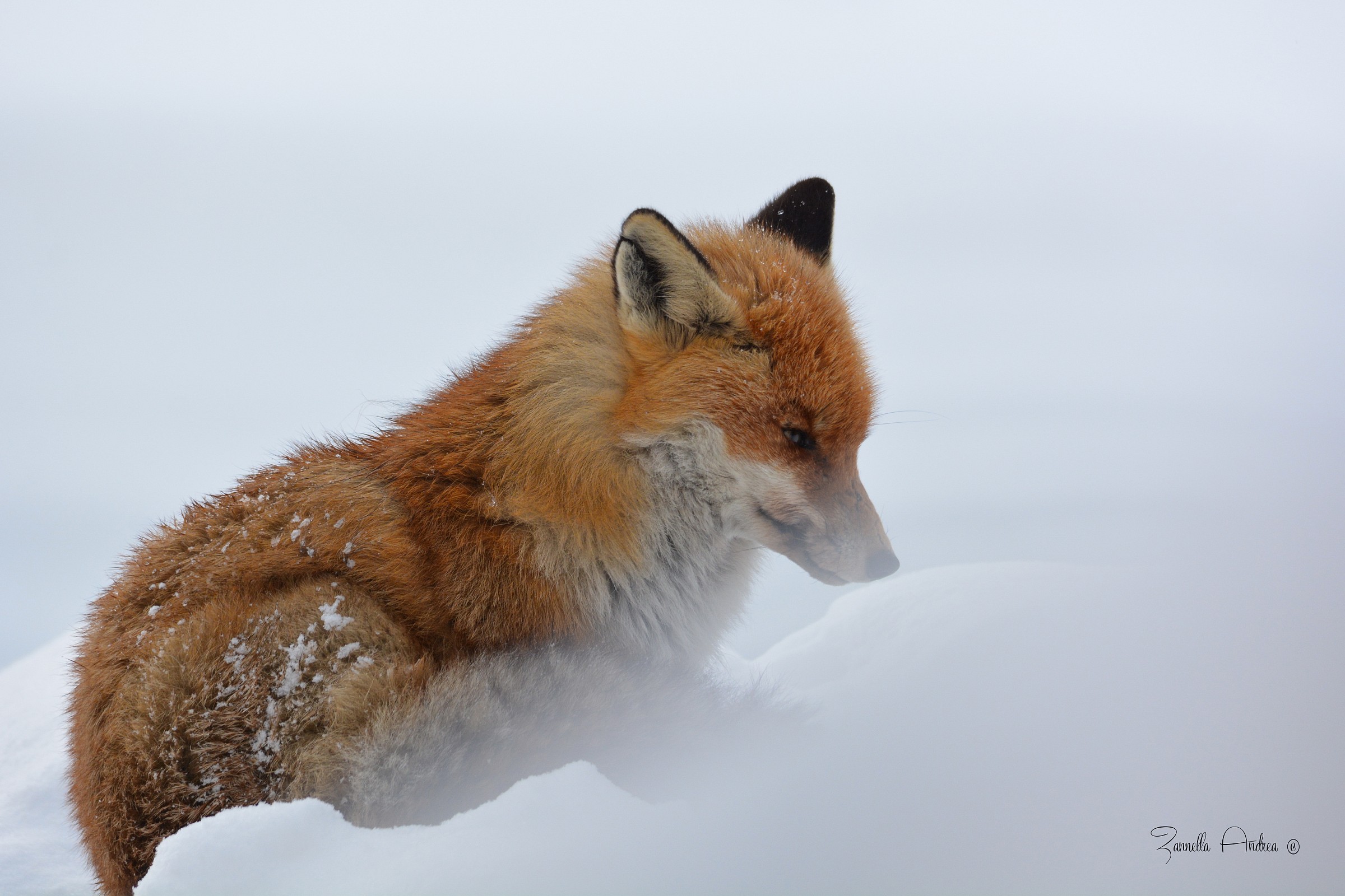 Il velo dell'inverno