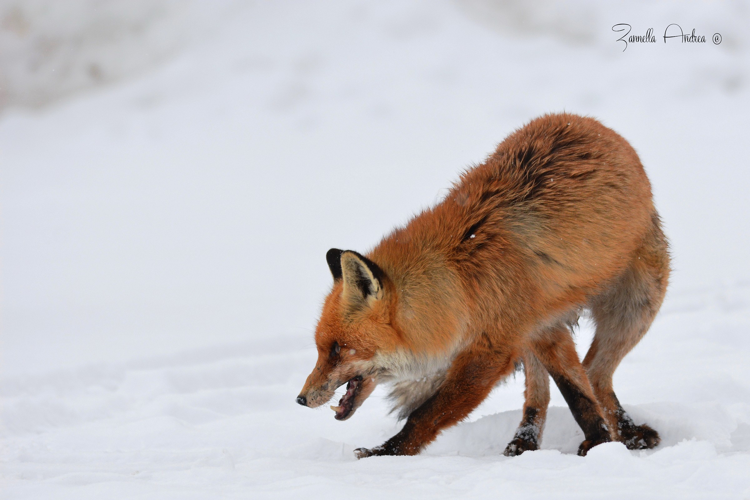 Red fox