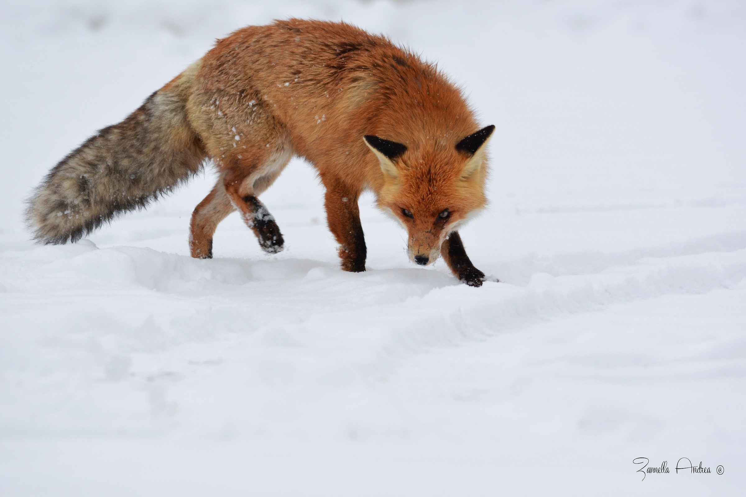 La ricerca del cibo..