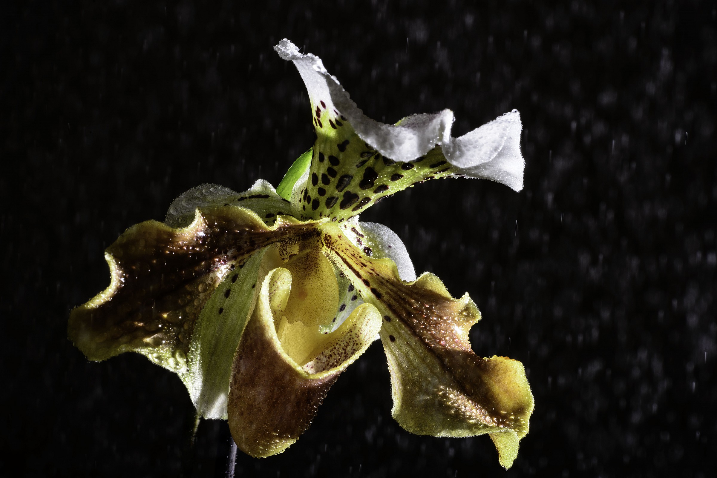 Paphiopedilum