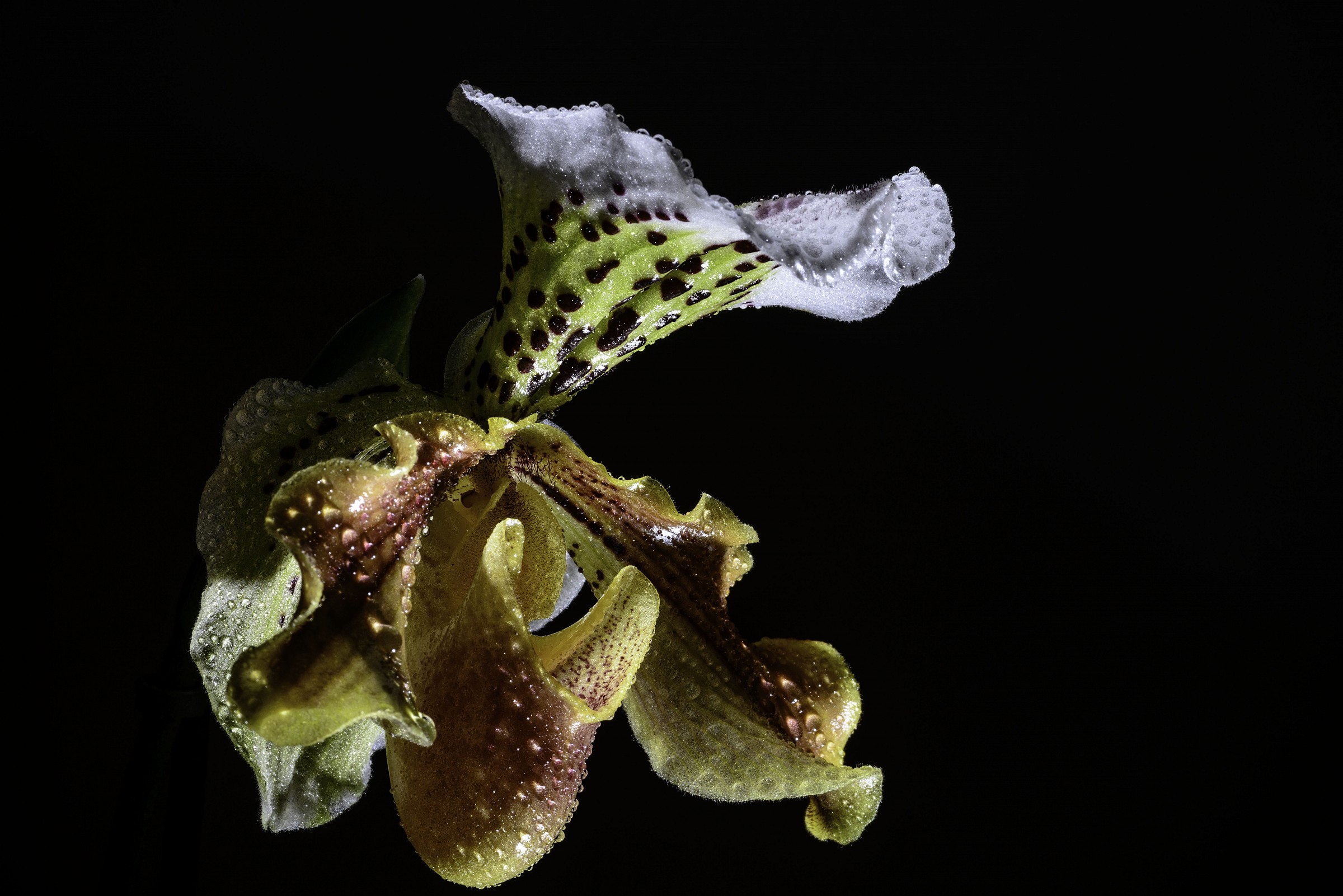 Paphiopedilum