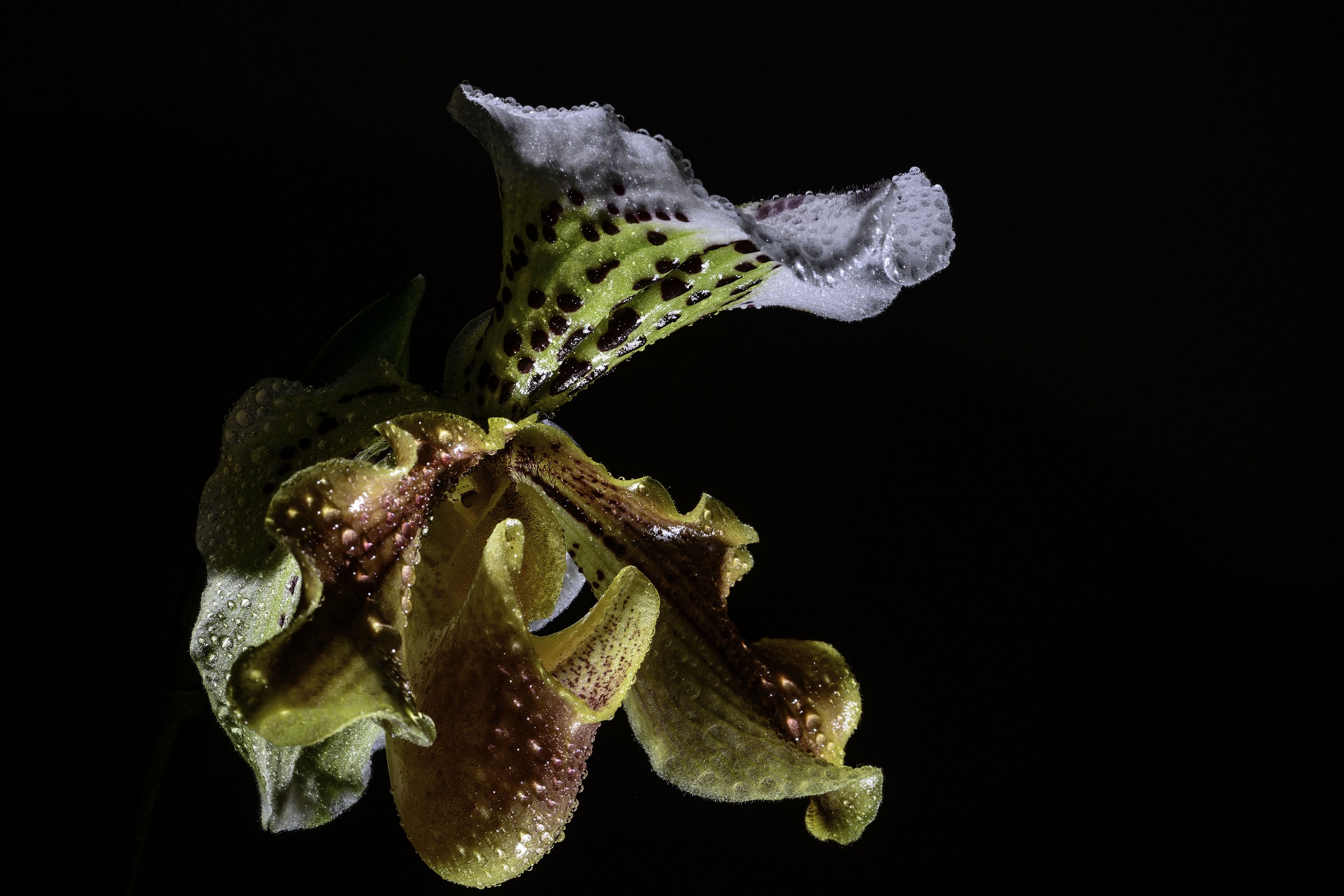 Paphiopedilum