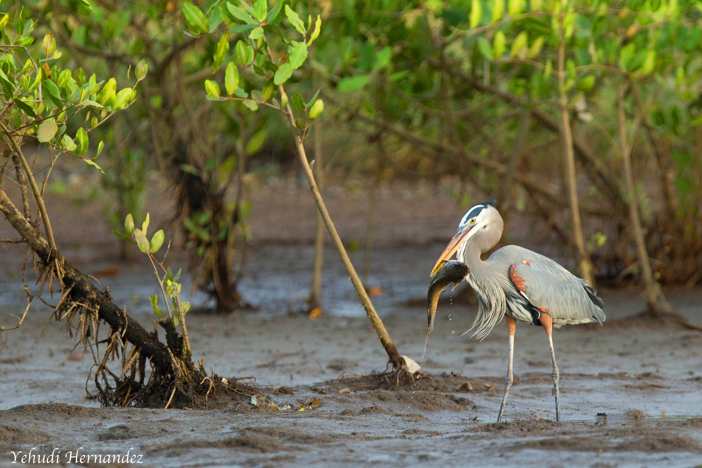 Great blue heron