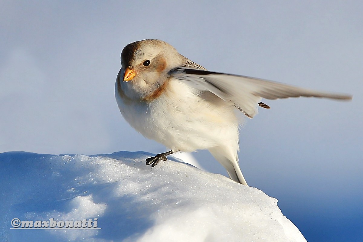 Snow Bunting (Plectrophenax nivalis)