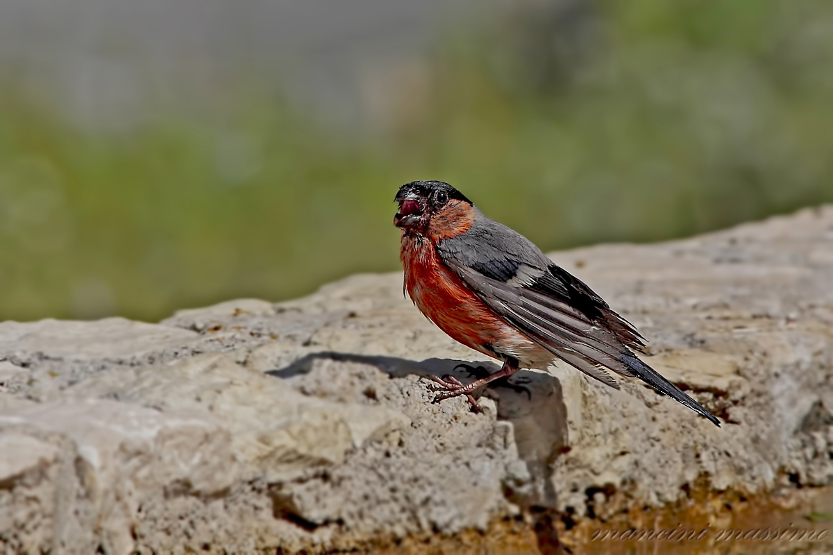 Ciuffolotto(Pyrrhula pyrrhula)