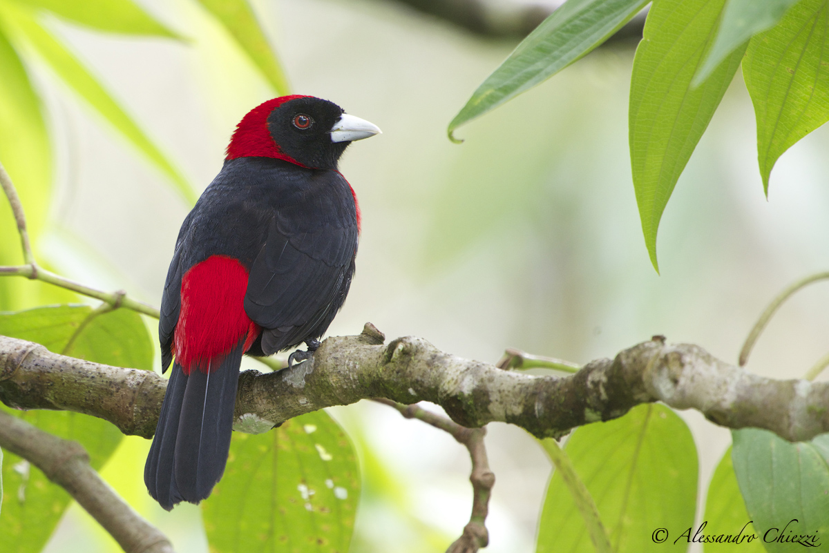 Crimson-collared tanager