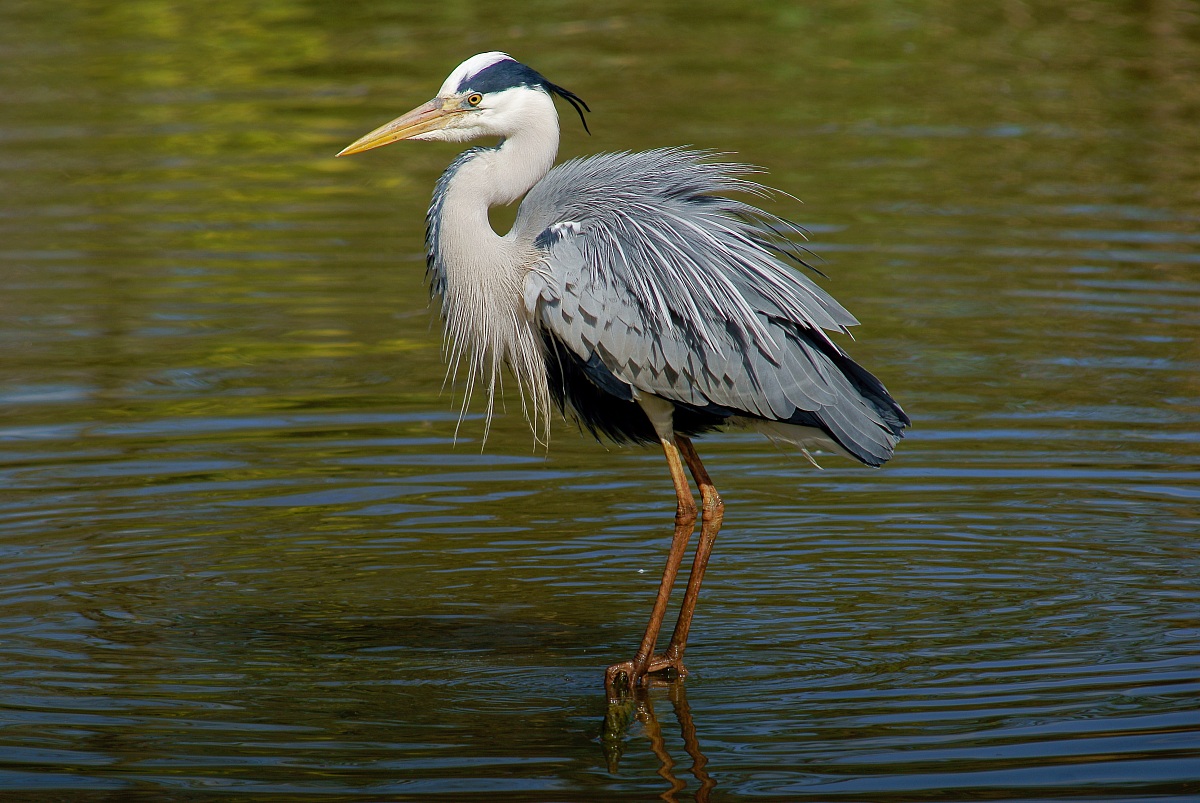 gray heron