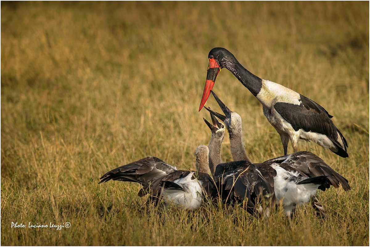 Saddle-billed Stork