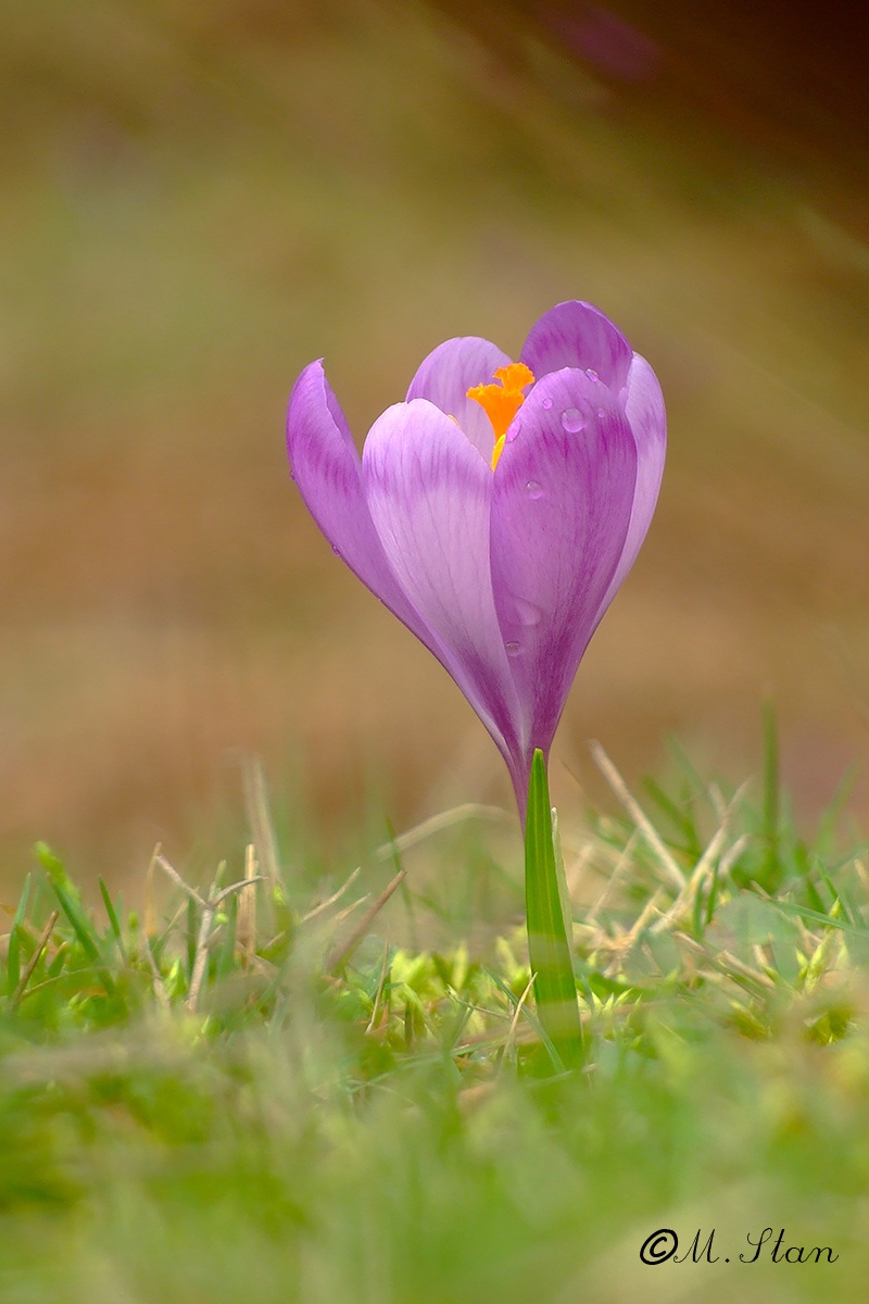 Crocus
