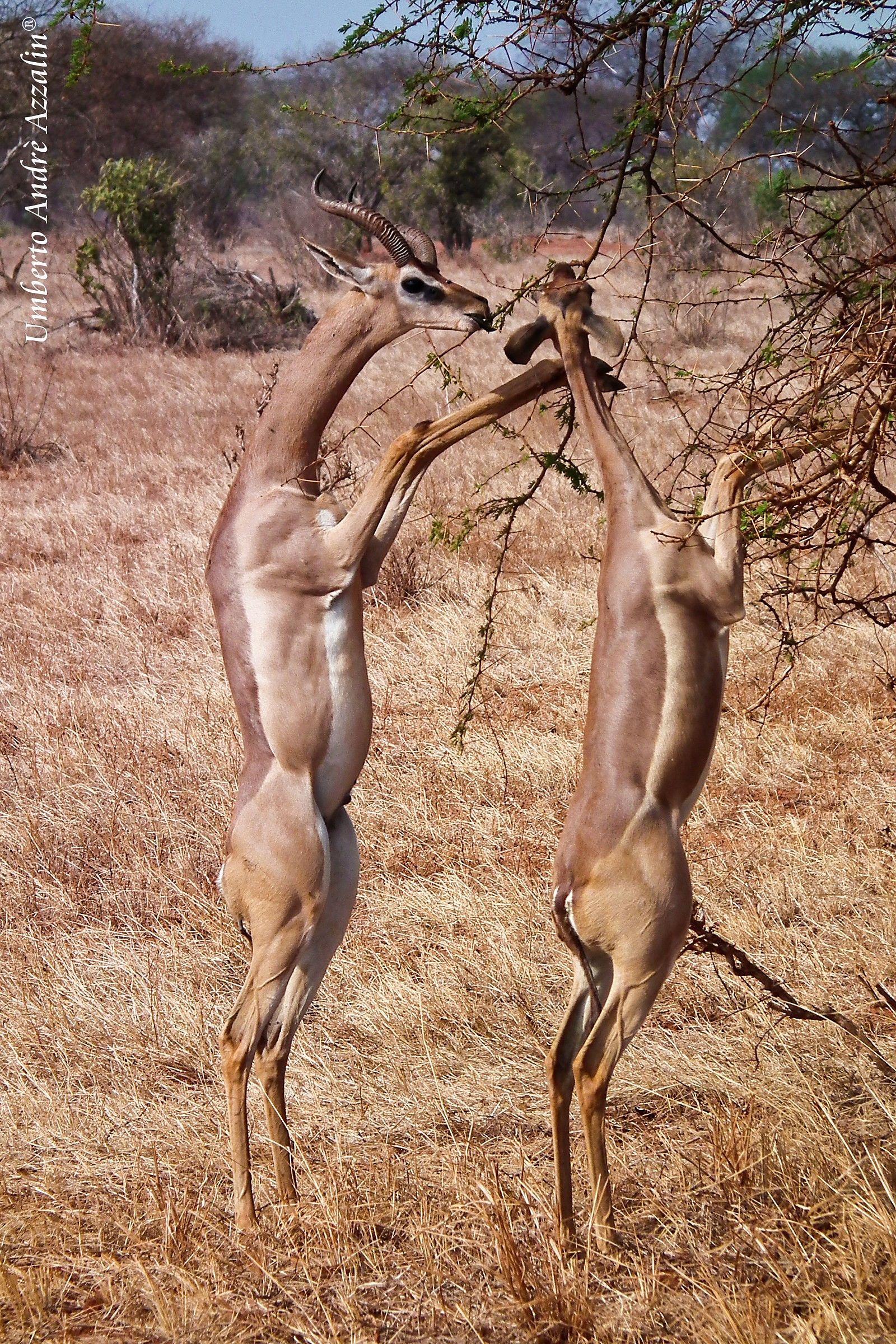 the gazelle giraffe