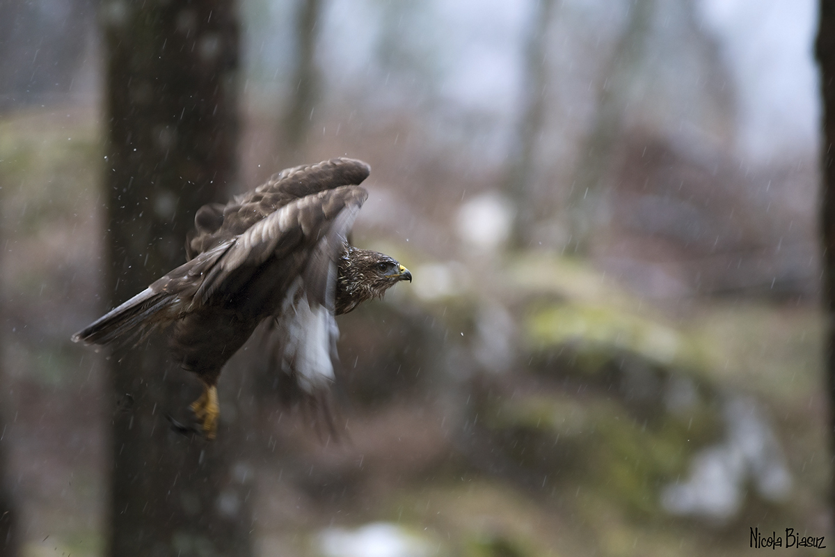 Buzzard in flight