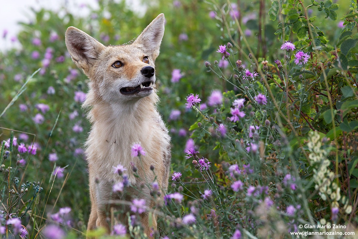 Canis latrans / Coyote