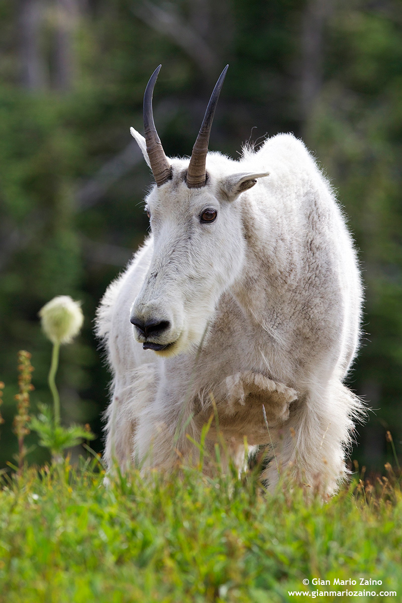Oreamnos americanus/Capra delle nevi