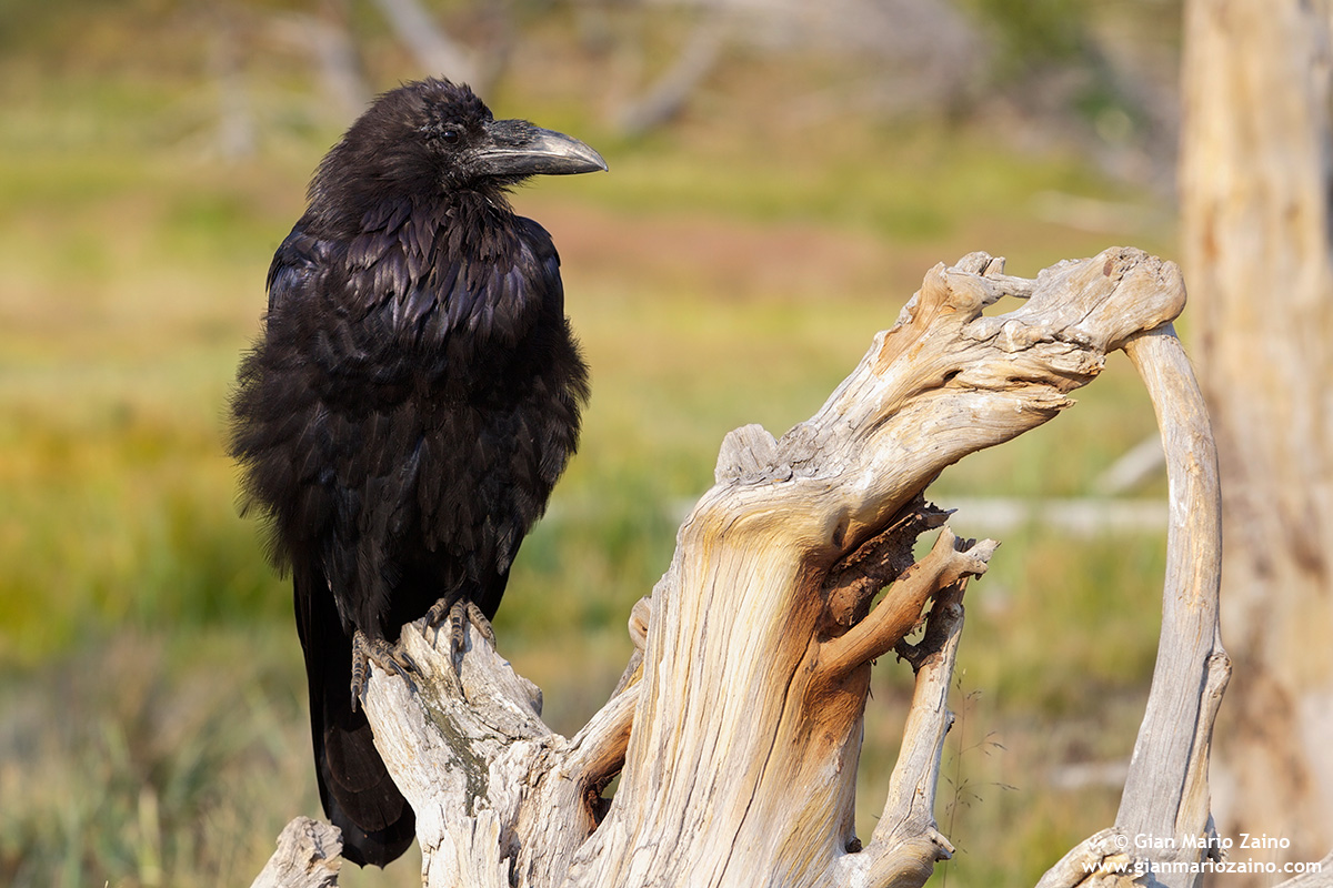 Corvus brachyrhynchos/Cornacchia americana