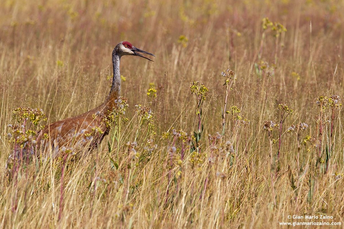 Grus canadensis / Sandhill Crane