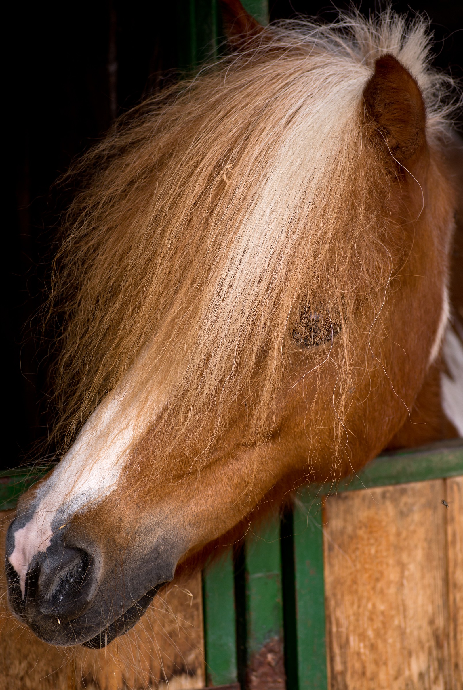 Ma che cappero di shampoo m'hai fatto?