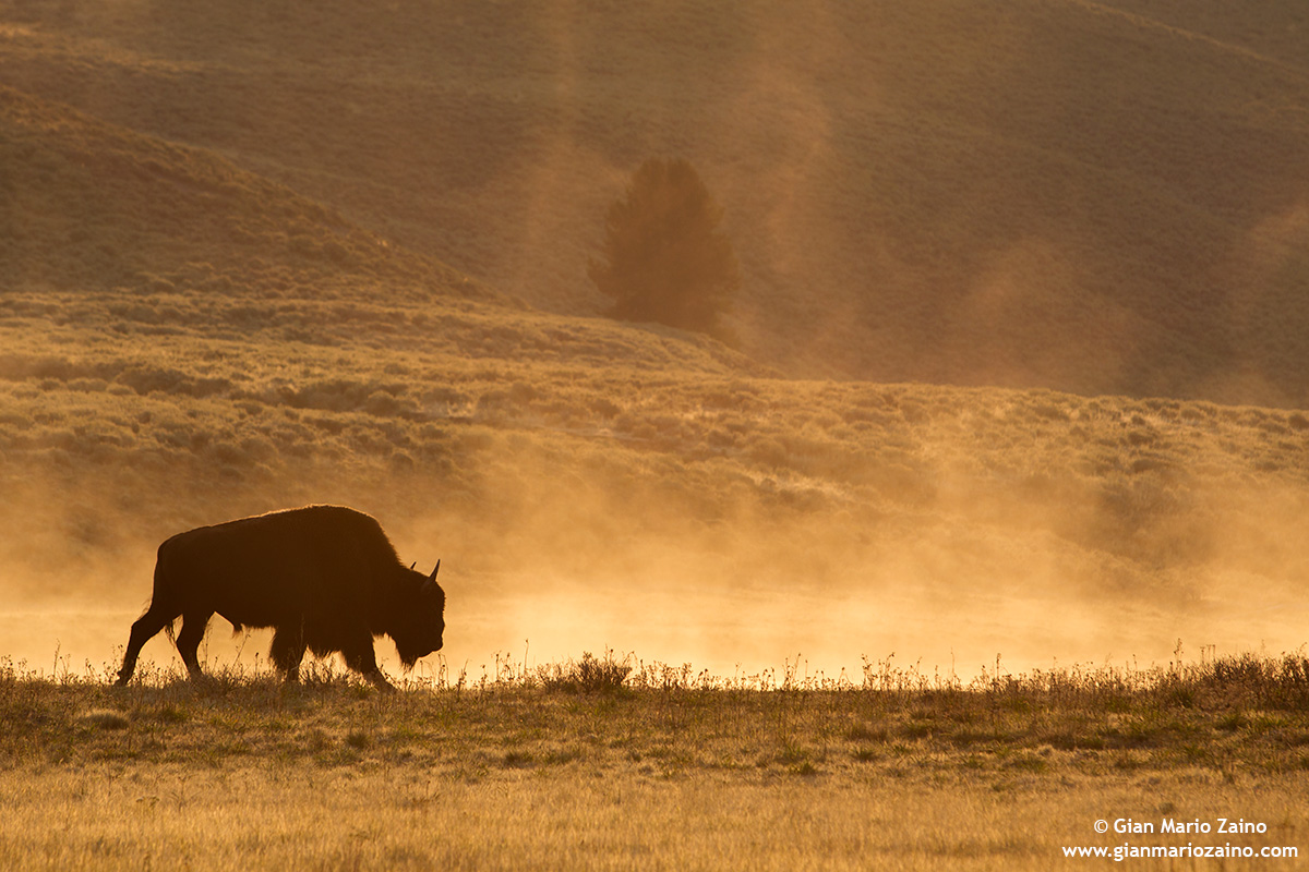 Golden in the dawn ... Yellowstone ... 01