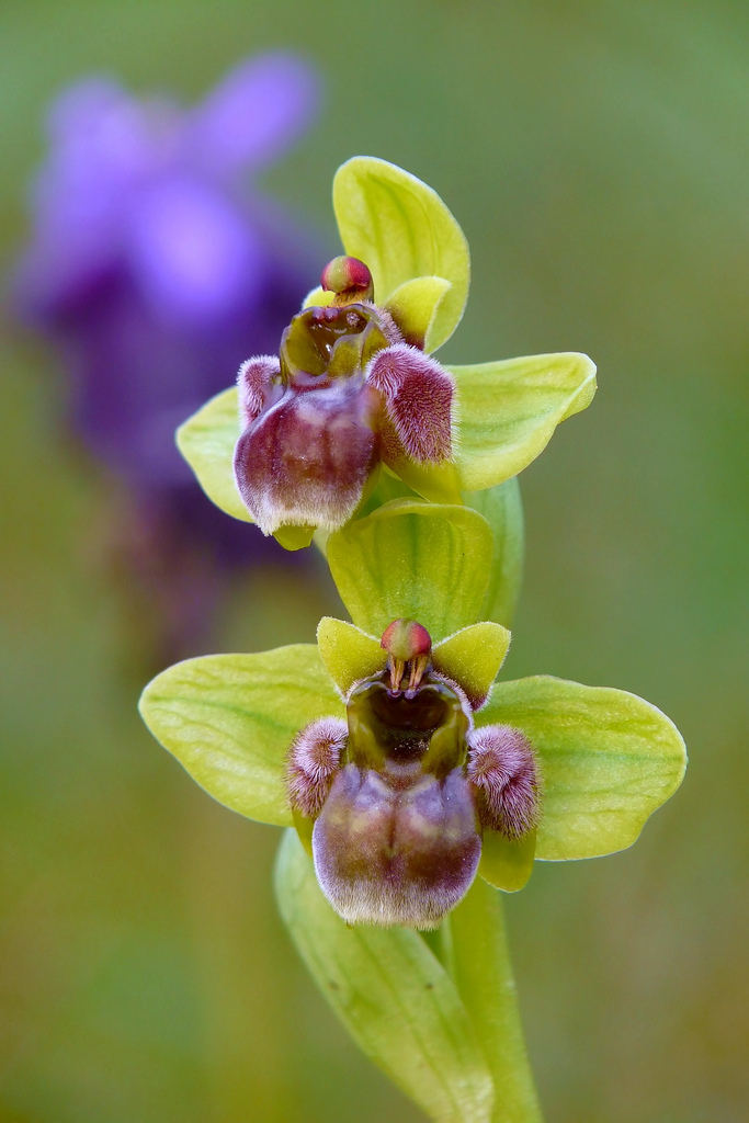 Ophrys bombyliflora