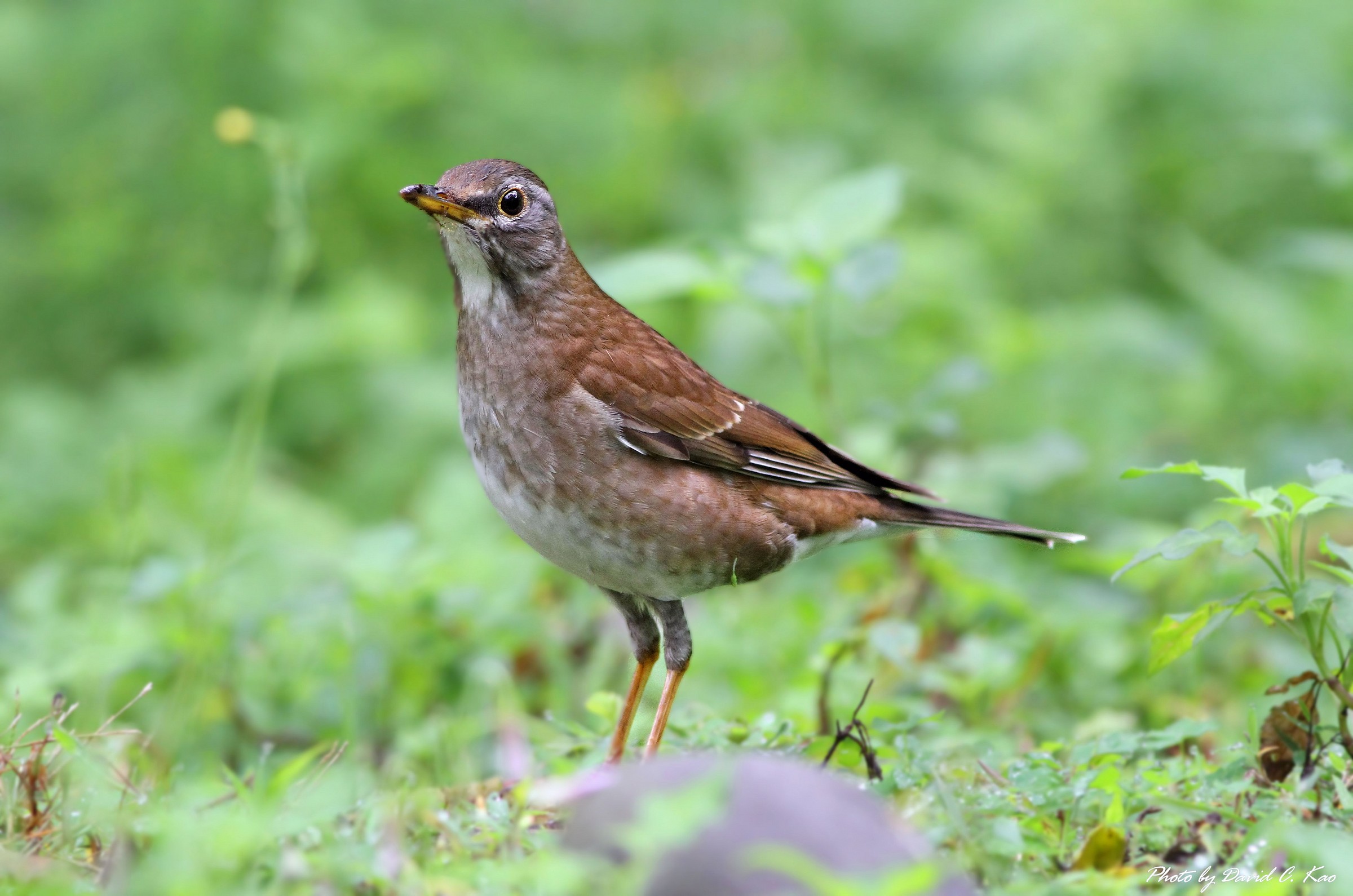 Pale Thrush