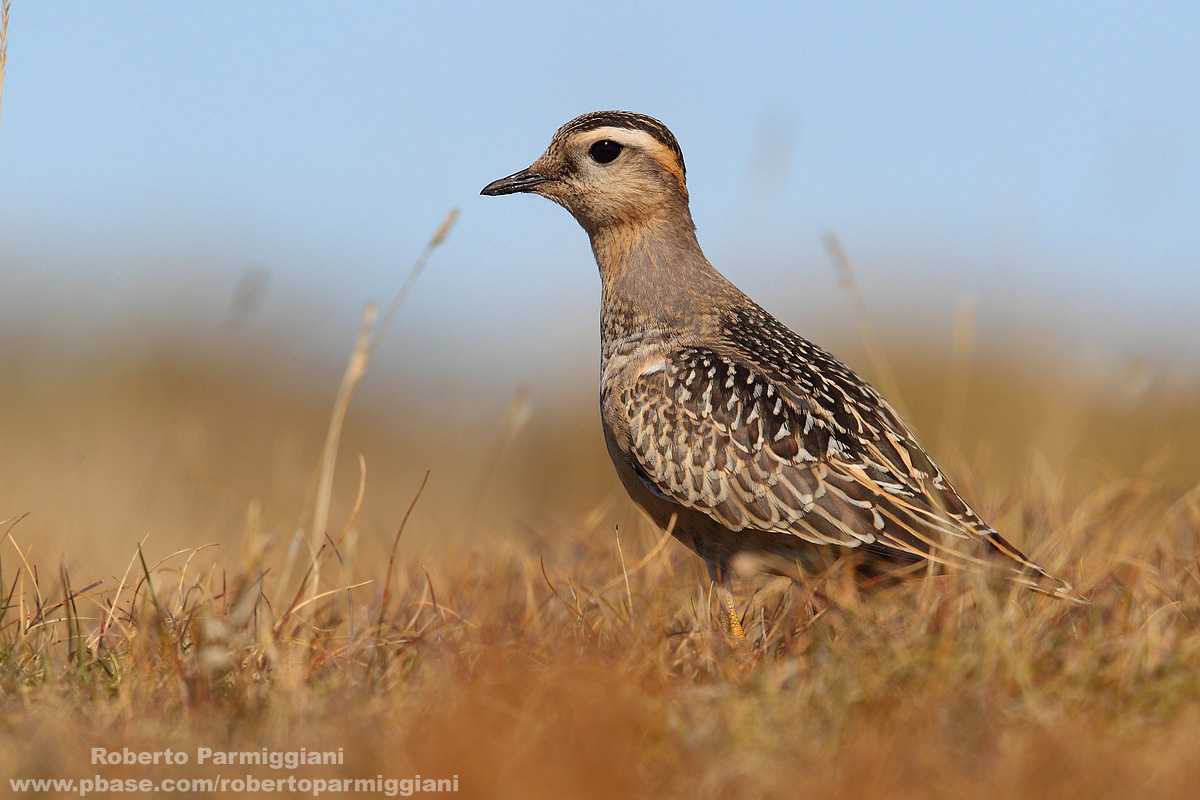 Piviere tortolino parte II