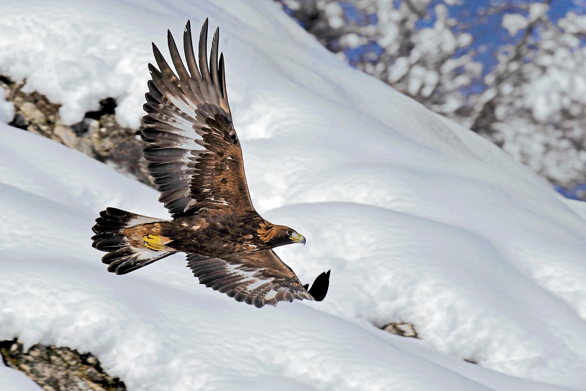 Aquila Reale ... Carpe Diem!!