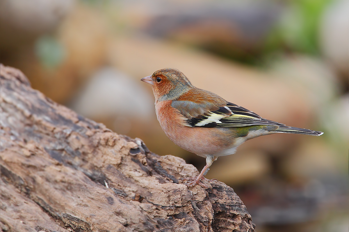 Fringilla coelebs