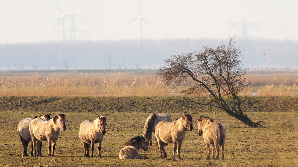 Horses and wind turbines