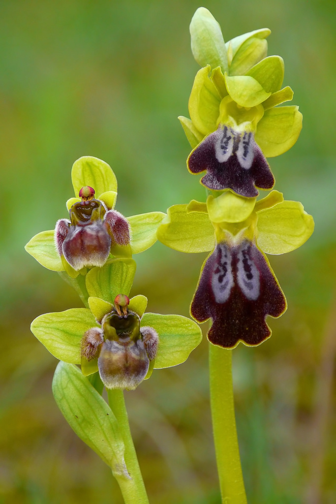Ophrys Ophrys bombyliflora and lojaconoi