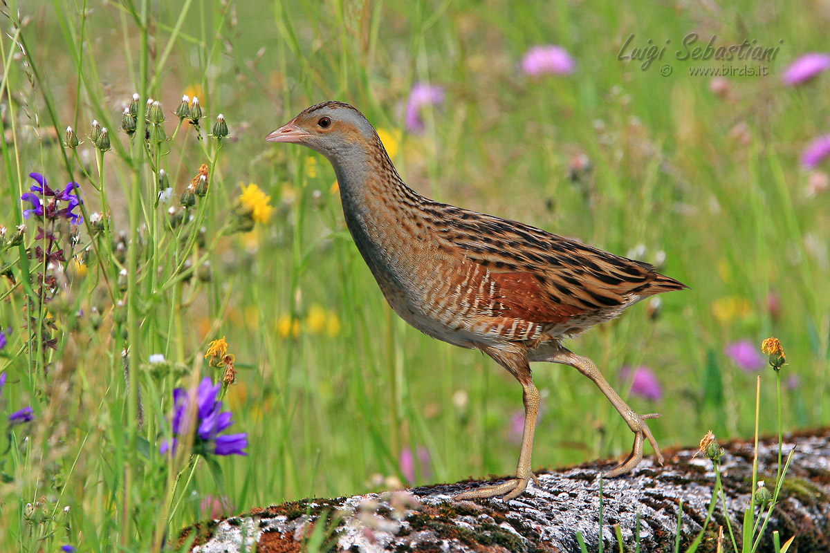 Corncrake