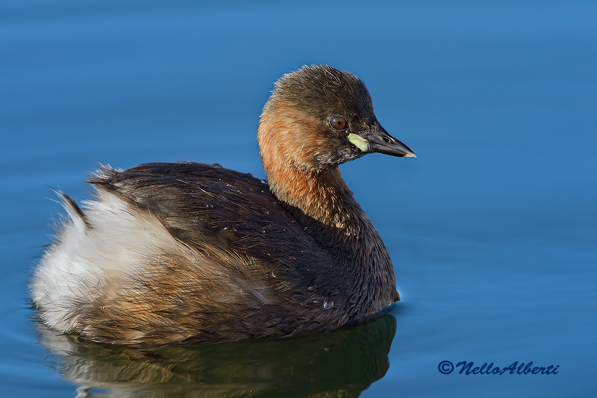 Tuffetto a pieno formato