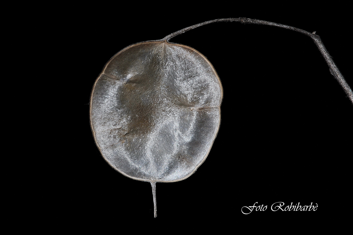 La medaglia del Papa.....