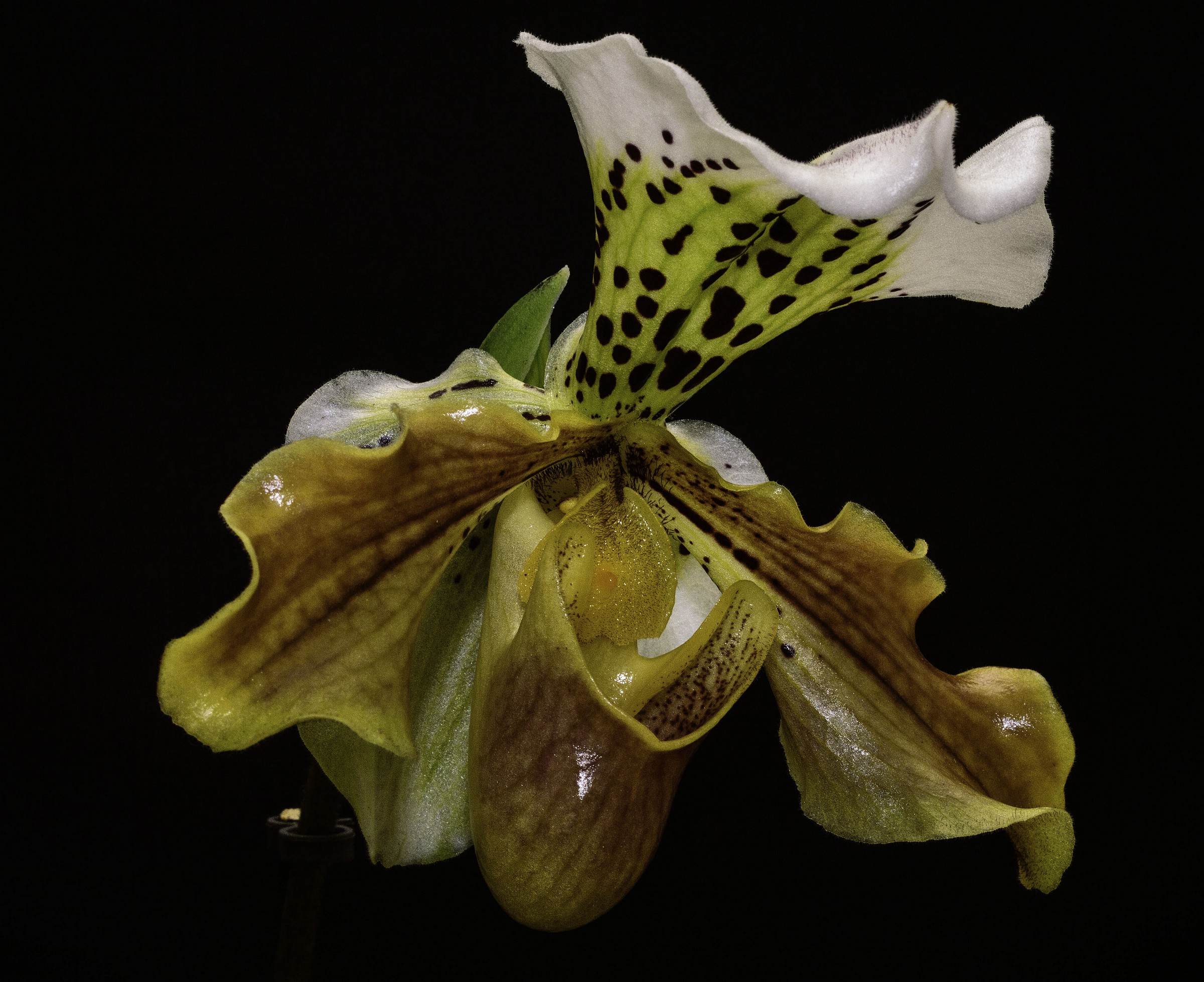 Paphiopedilum