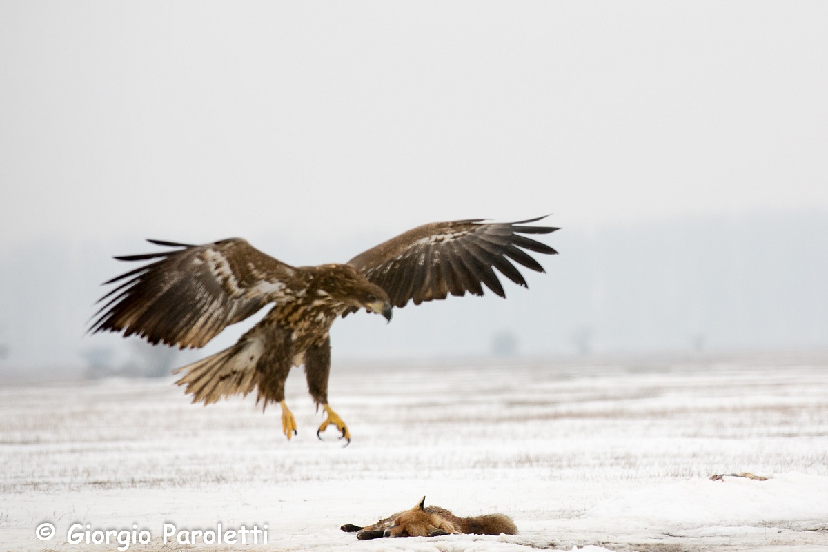 ma che sei morta ???