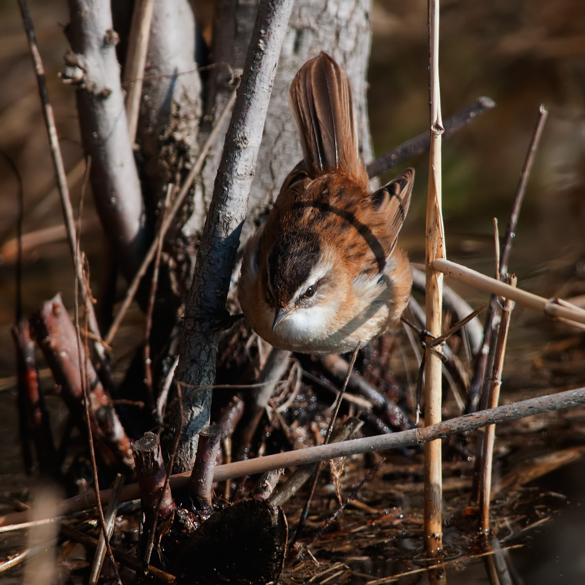 Forapaglie castagnolo