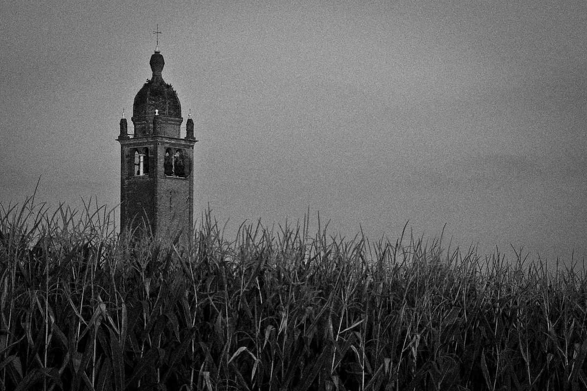 Look at 'what emerges from the cobs!