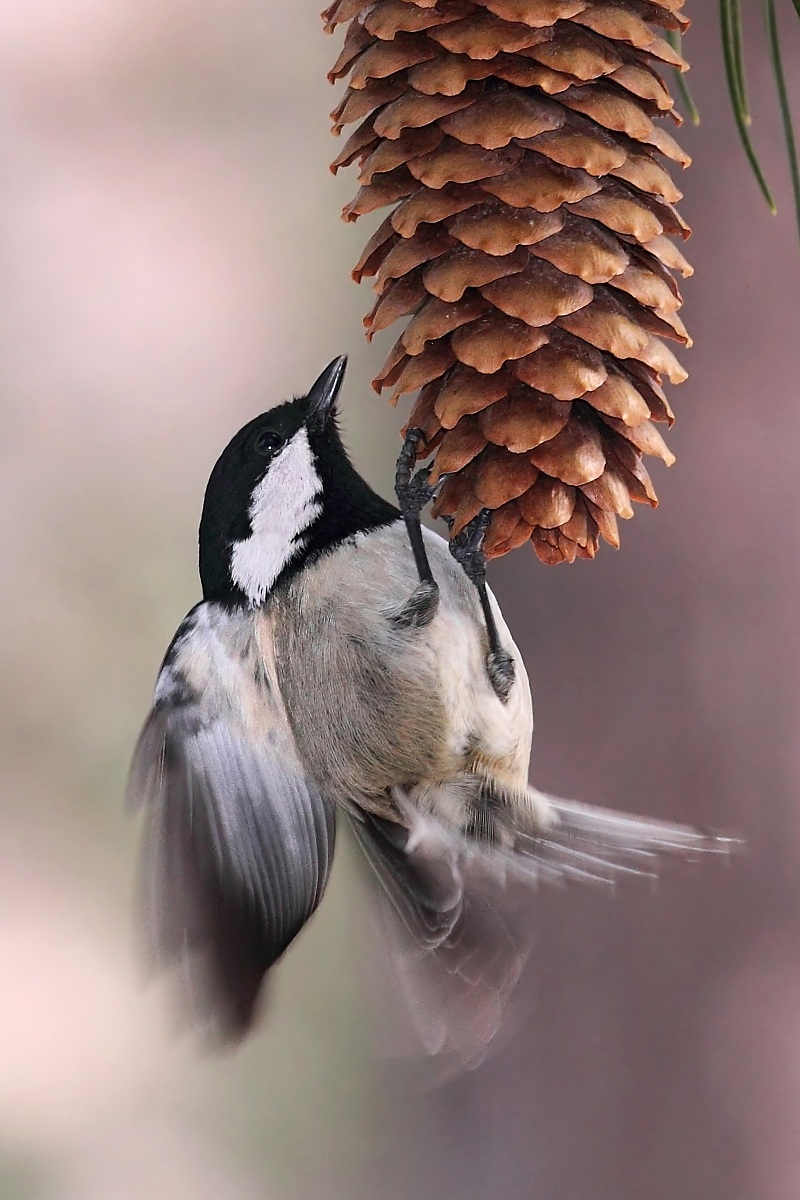 Cincia Mora - Come un Colibrì