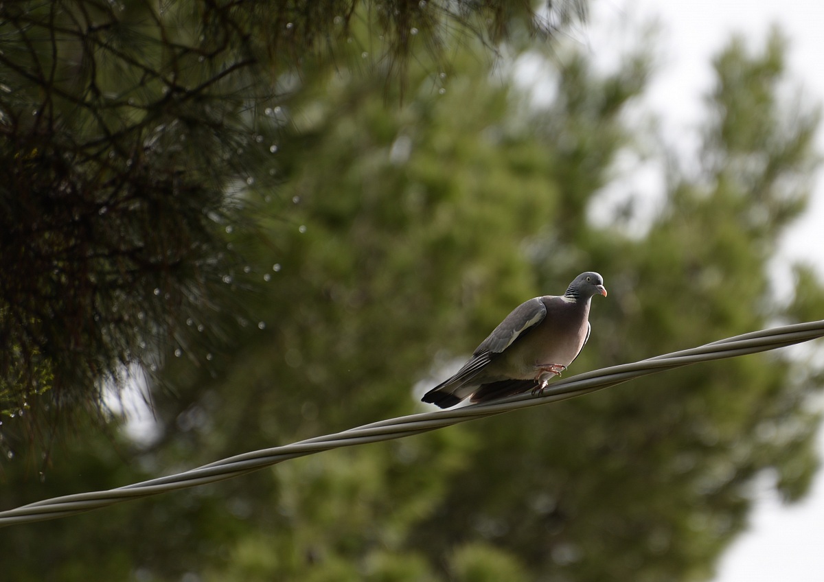 Pigeon tightrope