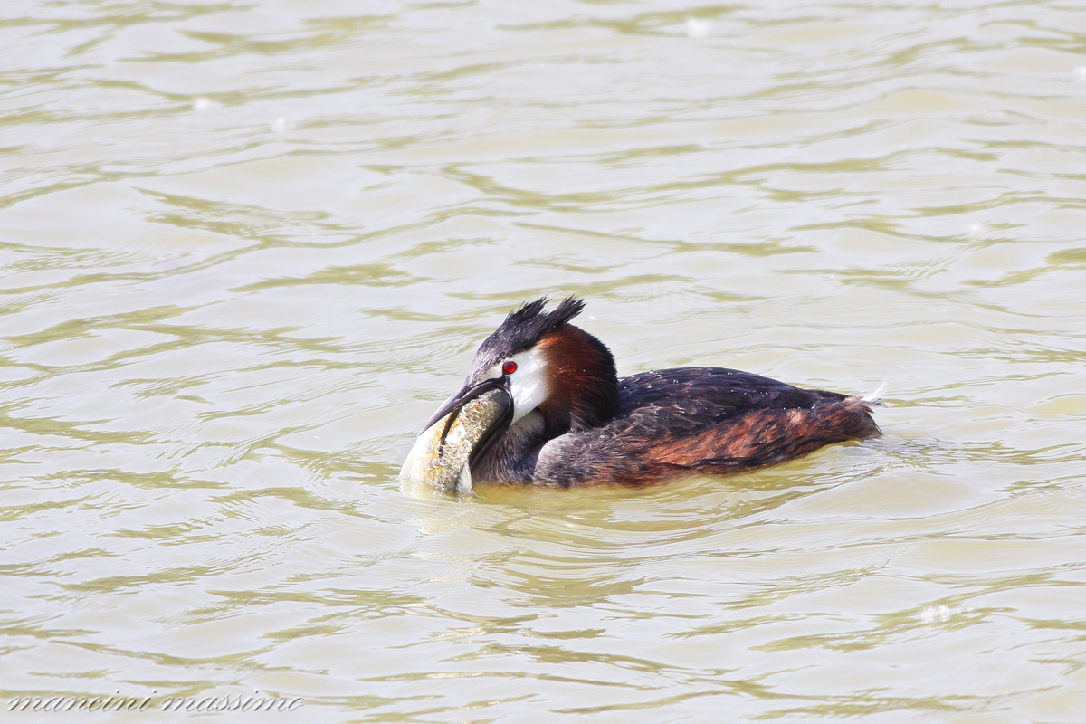 Svasso maggiore(Podiceps cristatus)