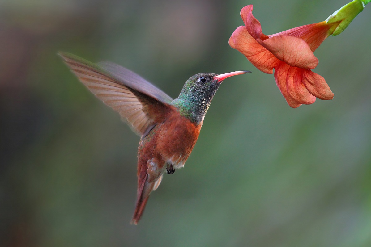 Colibrì 2