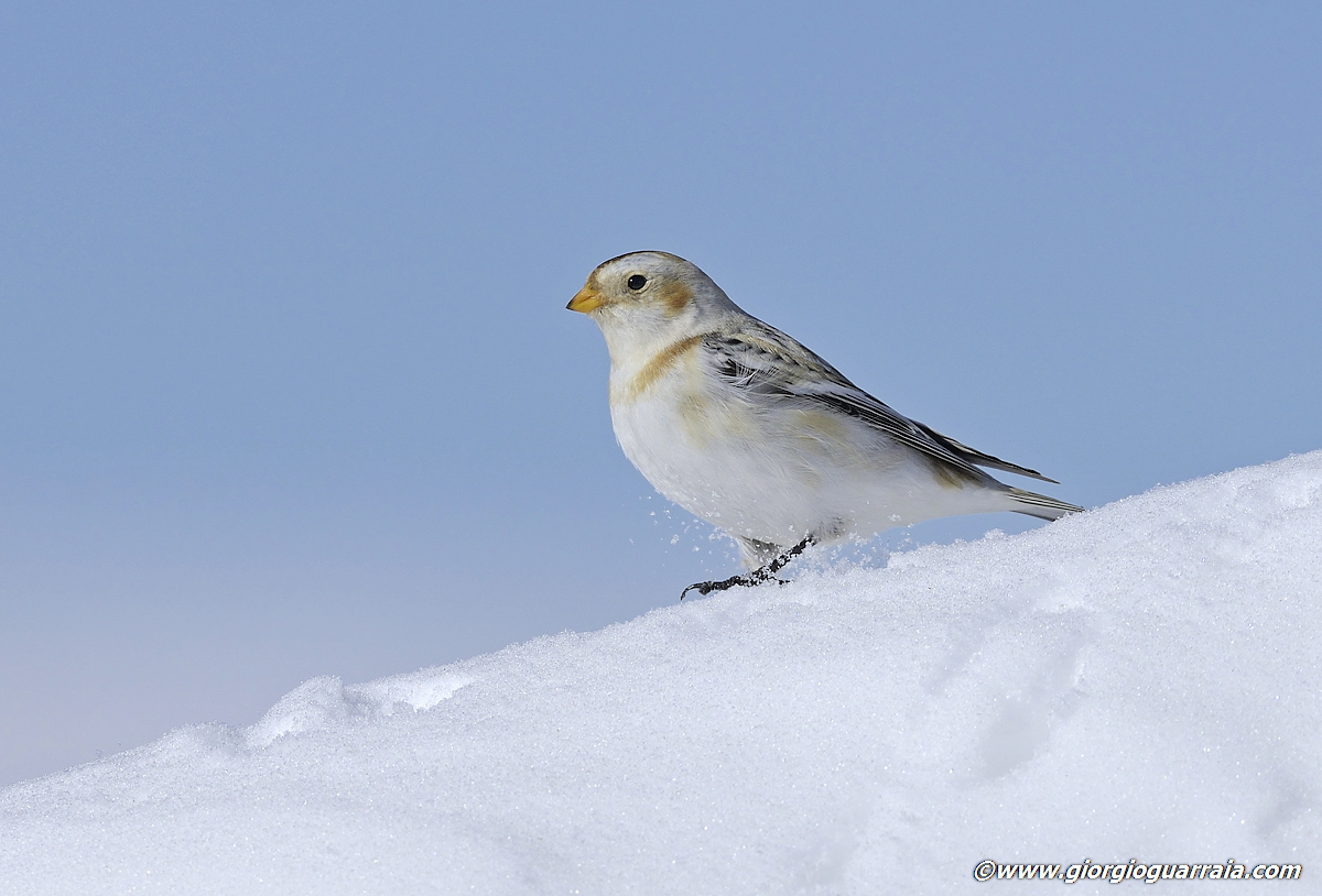 Zigolo delle nevi a passeggio